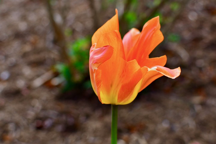 Little Orange Tulip