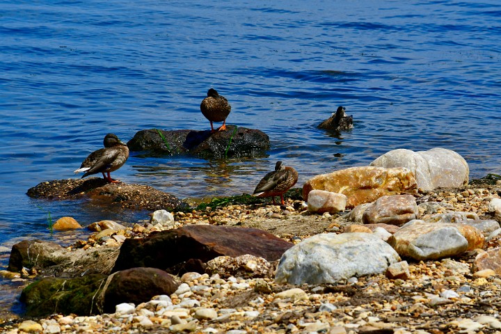 Ducks on the Rocks