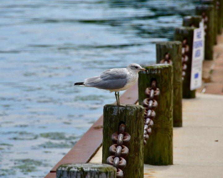 Ring-billed Gull and Chains