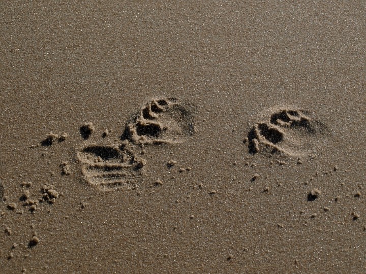 Aiesha's Footprints on Dewey Beach Aiesha's Footprints on Dewey Beach
