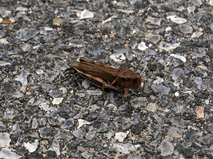 Grasshopper in the Parking Lot Grasshopper in the Parking Lot
