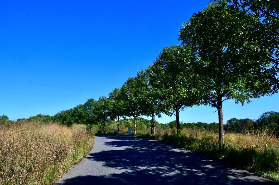 Tree Lined