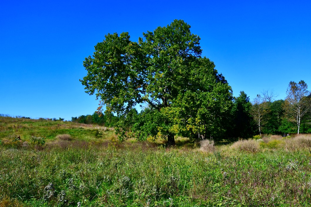 Big Lone Tree