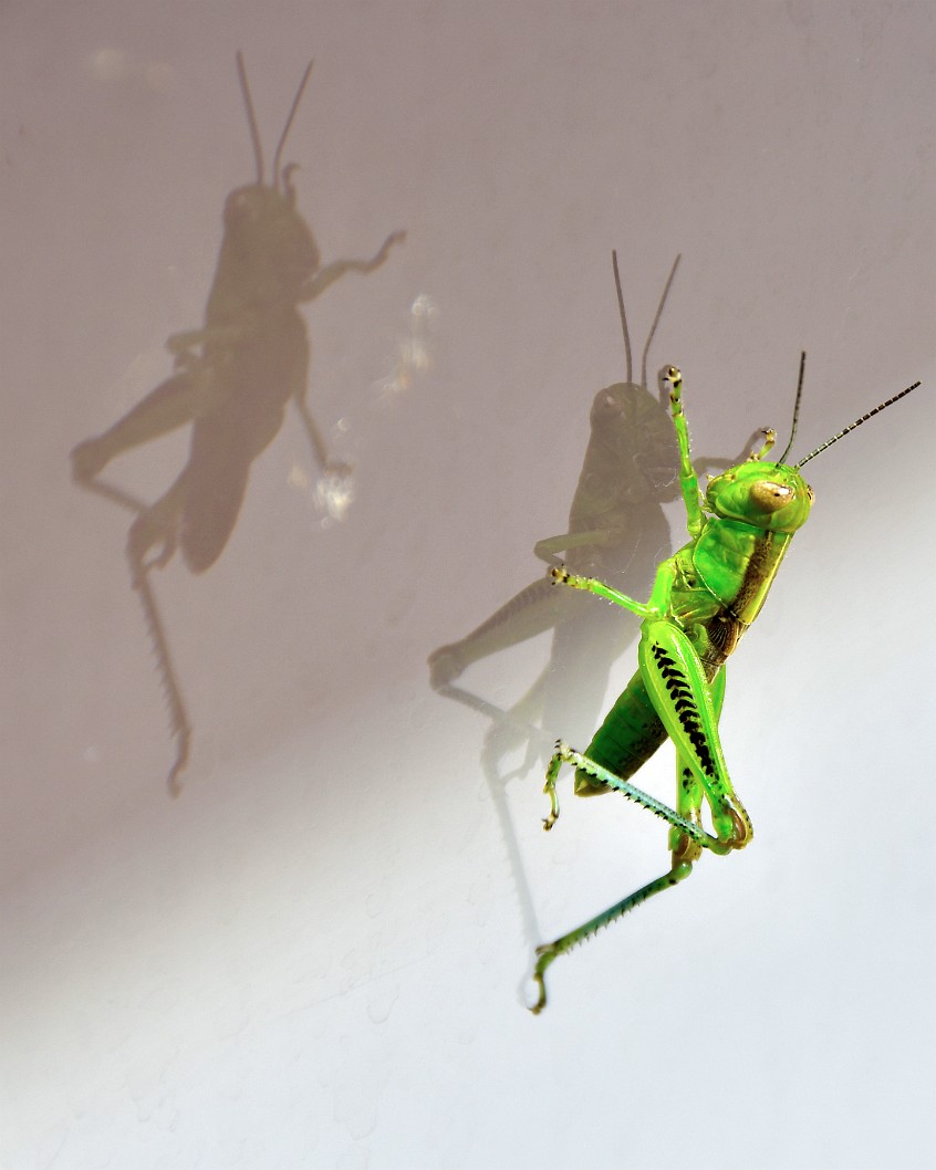 Grasshopper Double Reflected on the Glass