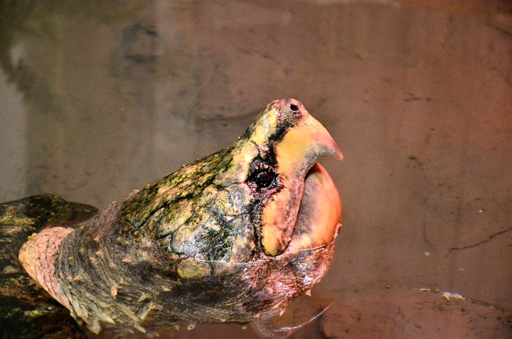 Alligator Snapping Turtle Taking a Breath Alligator Snapping Turtle Taking a Breath