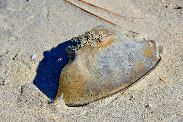 Horseshoe Remains