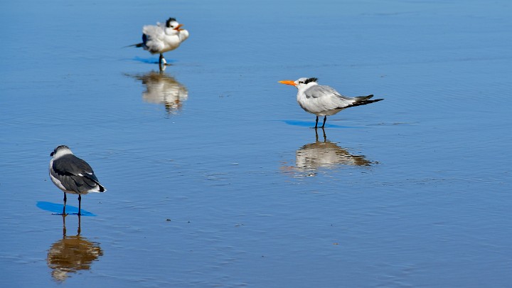 Royal Terns Among a Single Gull