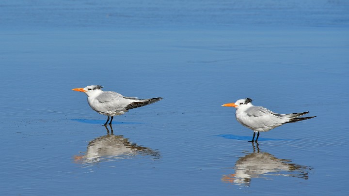 Two Royal Terns