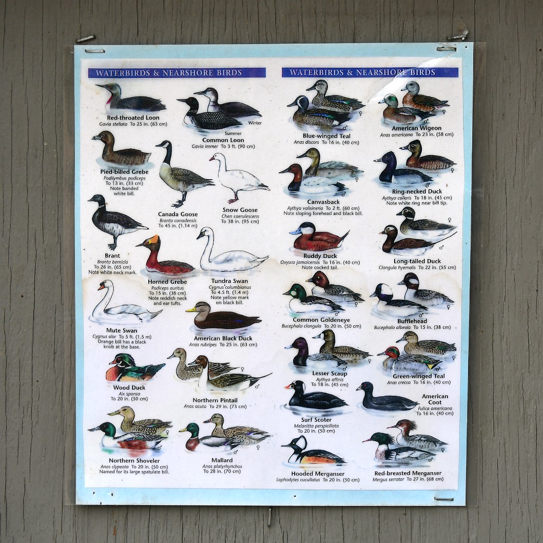 Many Water and Nearshore Birds
