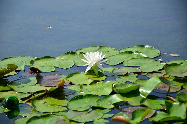 White Lotus Lily White Lotus Lily