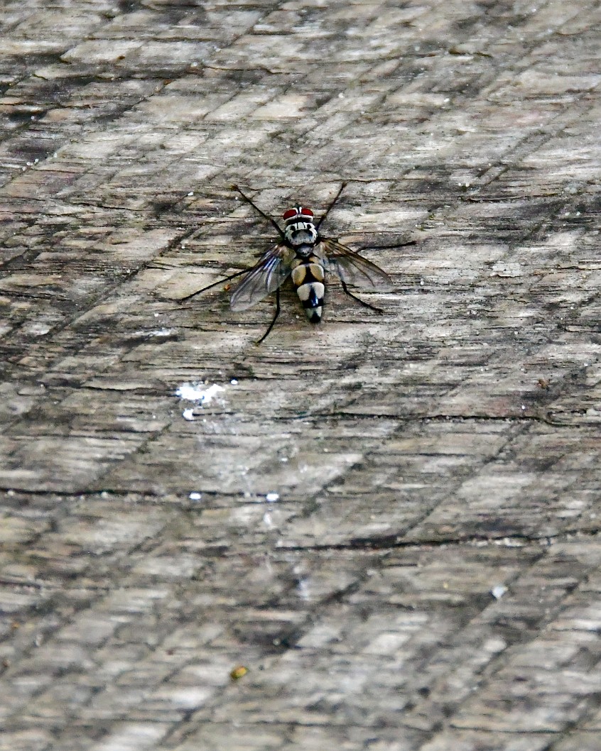 A Kind of Bristle Fly