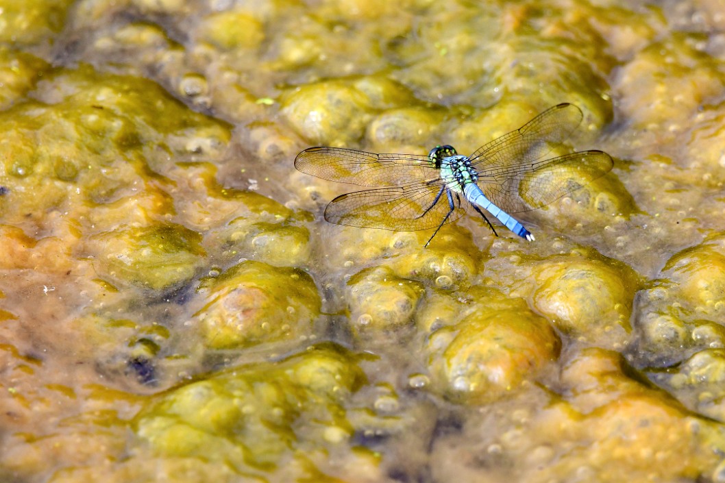 Blue Dasher Landed on an Alien World