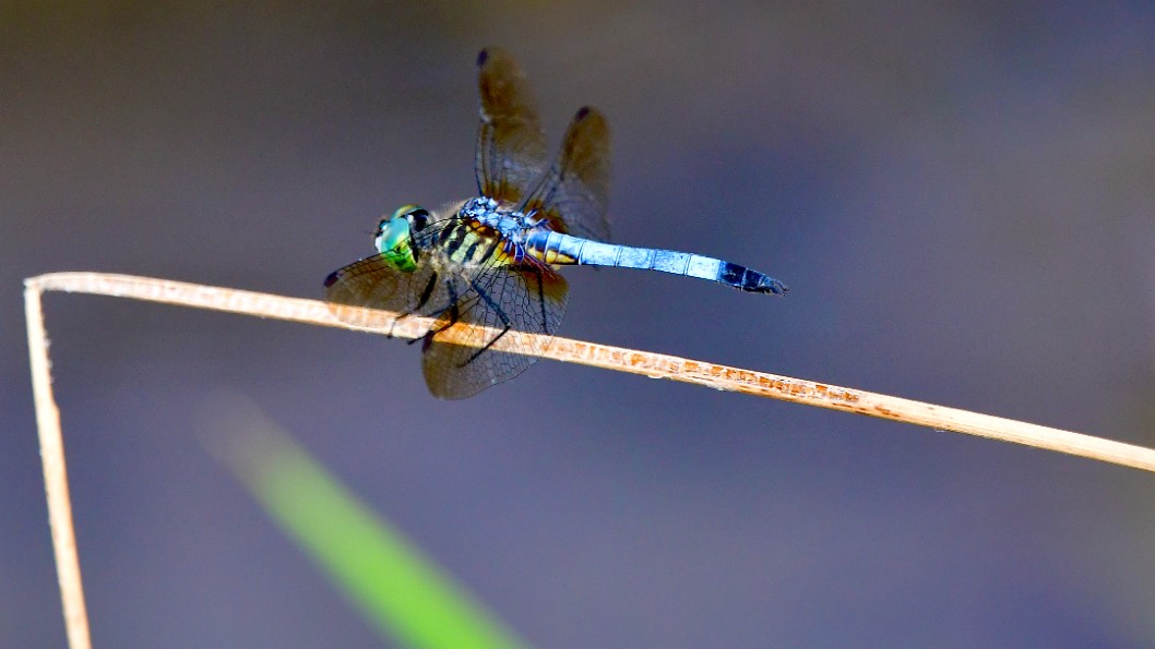 Blue Dasher Landed