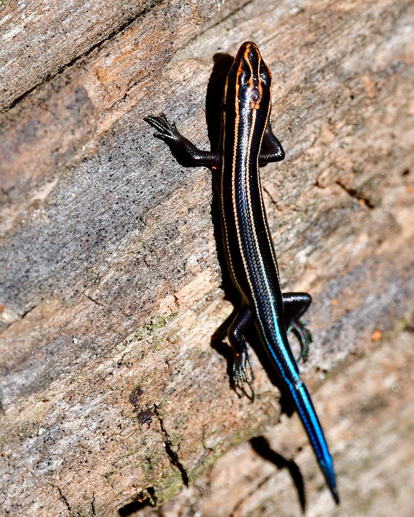 Common Five-Line Skink in the Sunlight