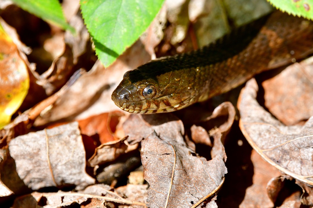 Common Watersnake Peeking Out