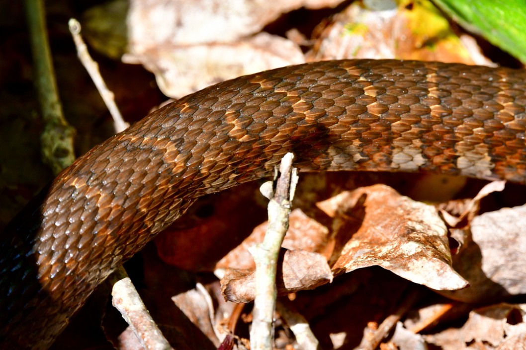Common Watersnake Scales in Beautiful Shades of Brown
