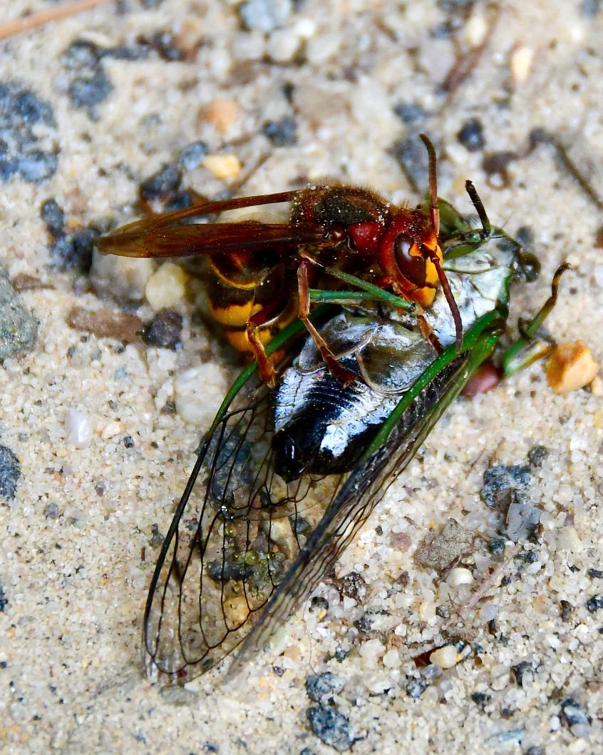 European Hornet Feasting on a Dog-Day Cicada 1