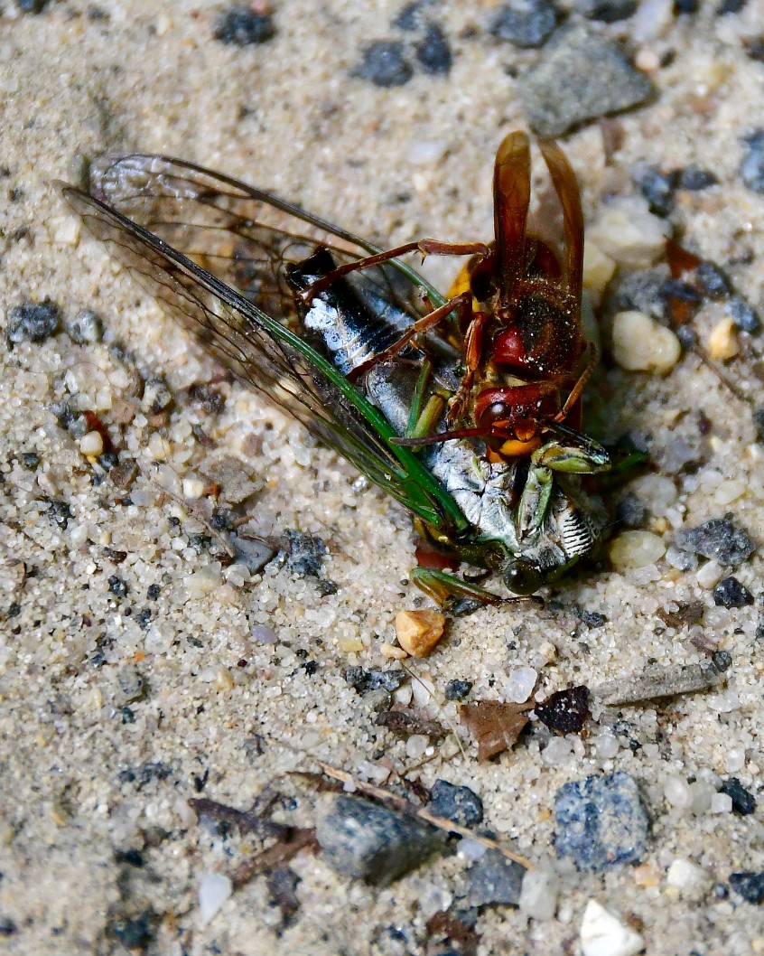 European Hornet Feasting on a Dog-Day Cicada 2