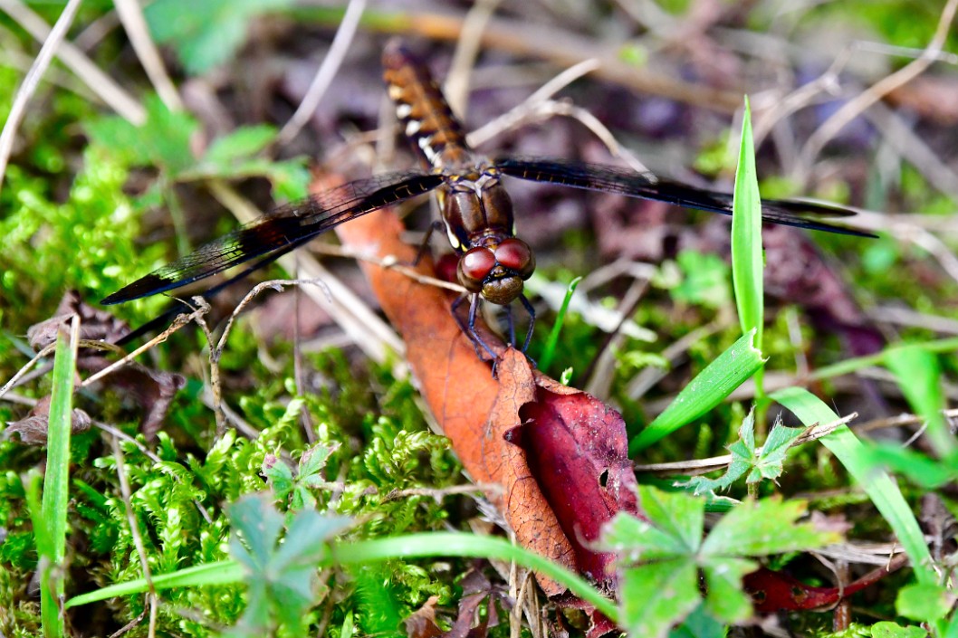 Leaf Grip