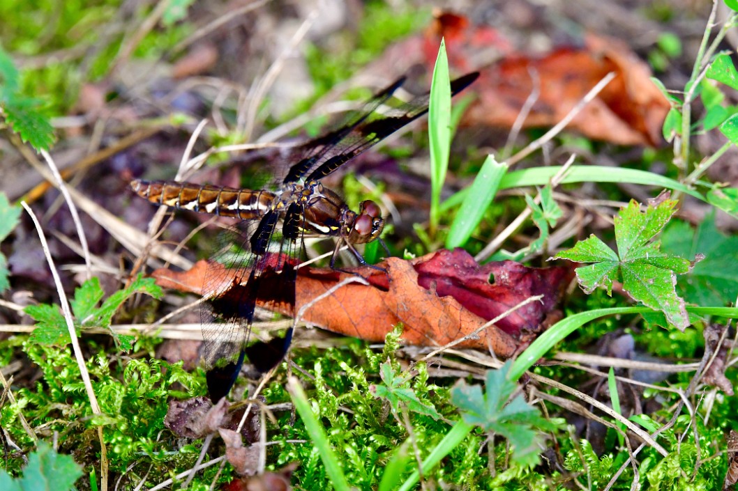 Matching the Brown Leaf