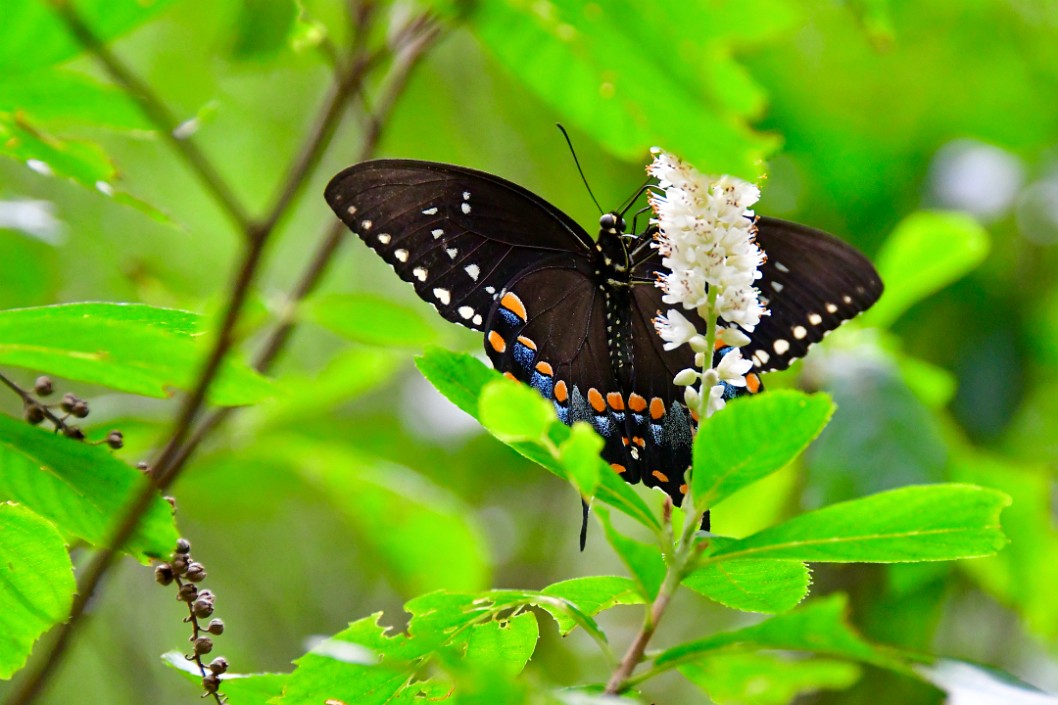 Spicebush Swallowtail Feasting