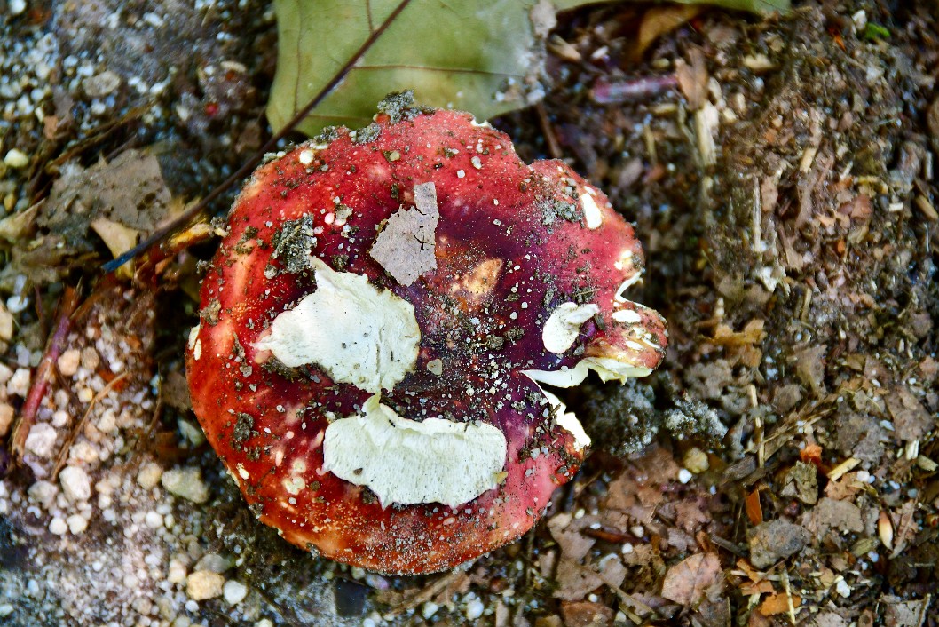 Red Mushroom Cap