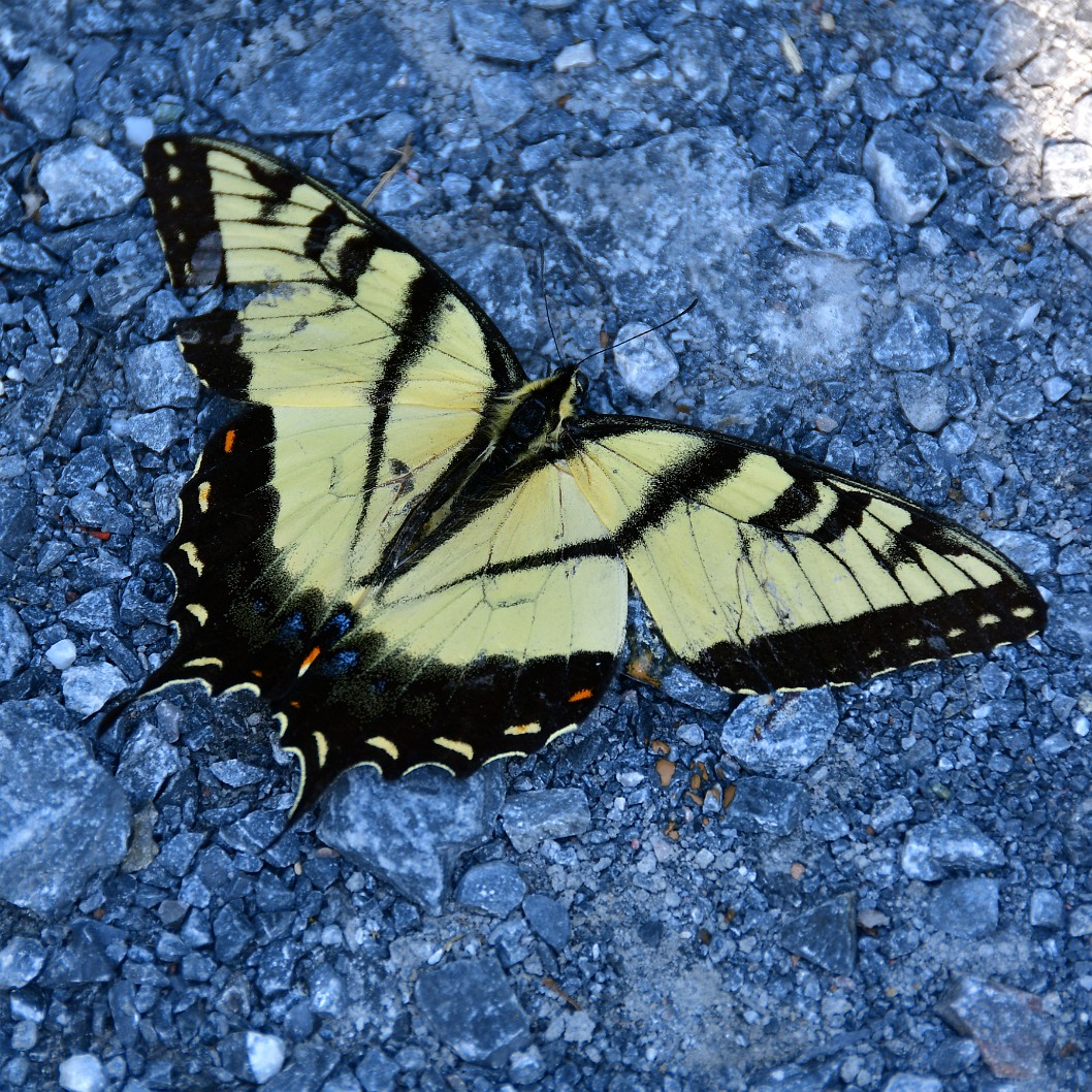 Eastern Swallowtail Butterfly Being Lethargic