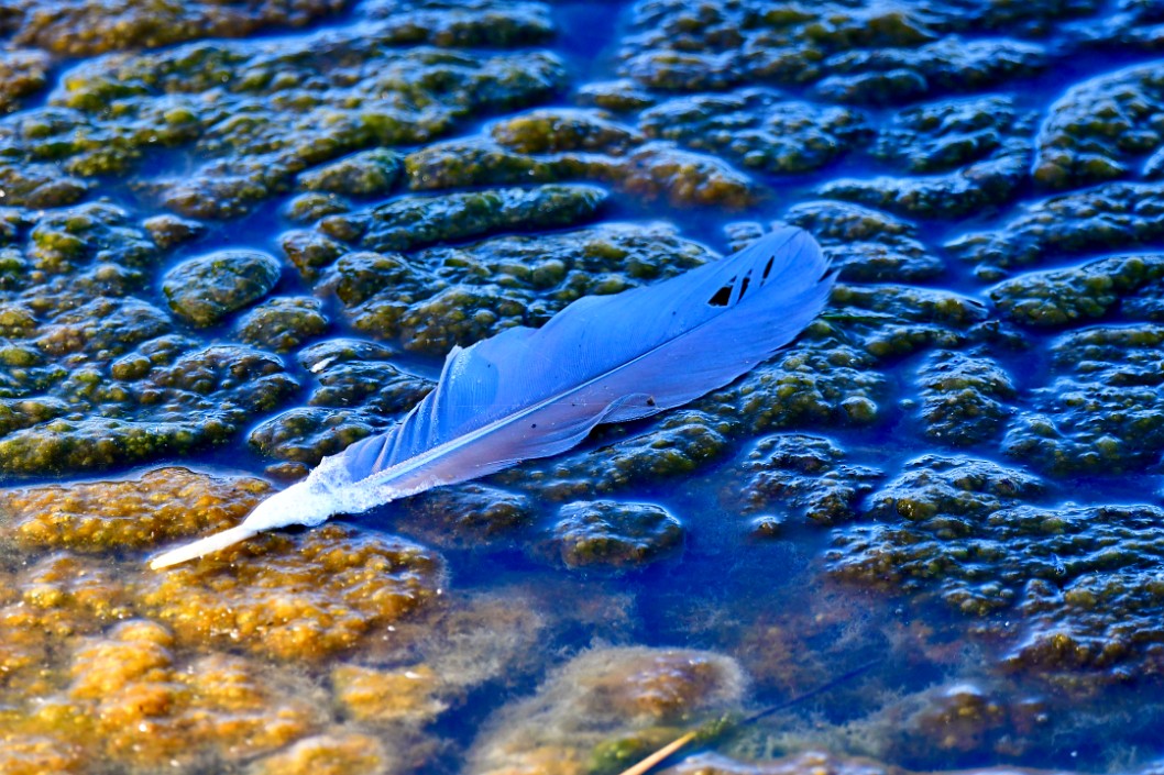 Feather on the Growths 2