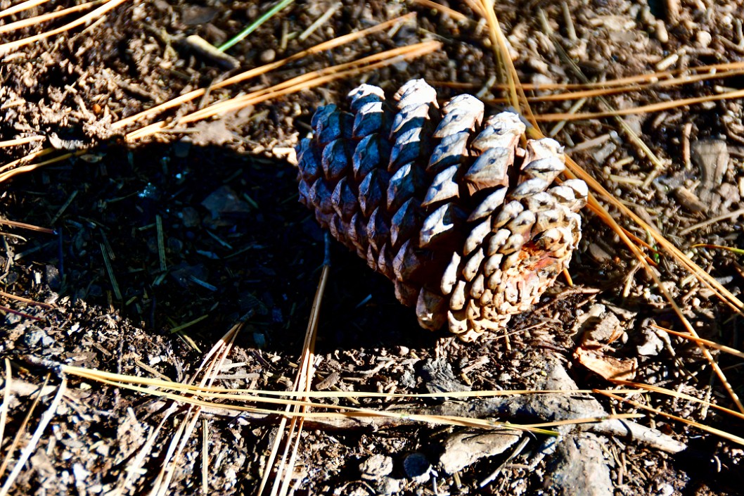 Pinecone in the Bright Morning Light