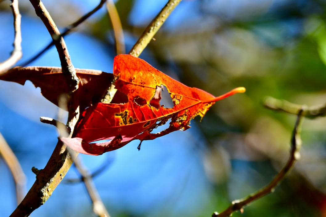 Red Leaf Disappearing