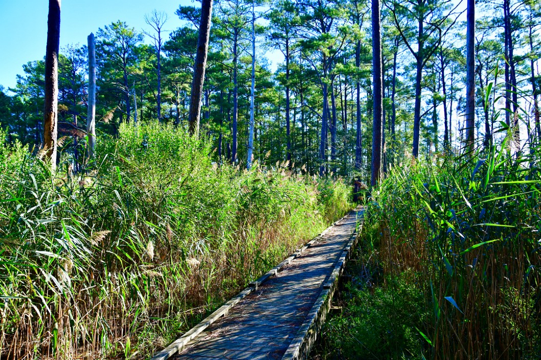 Tall Growths Along the Wooden Path