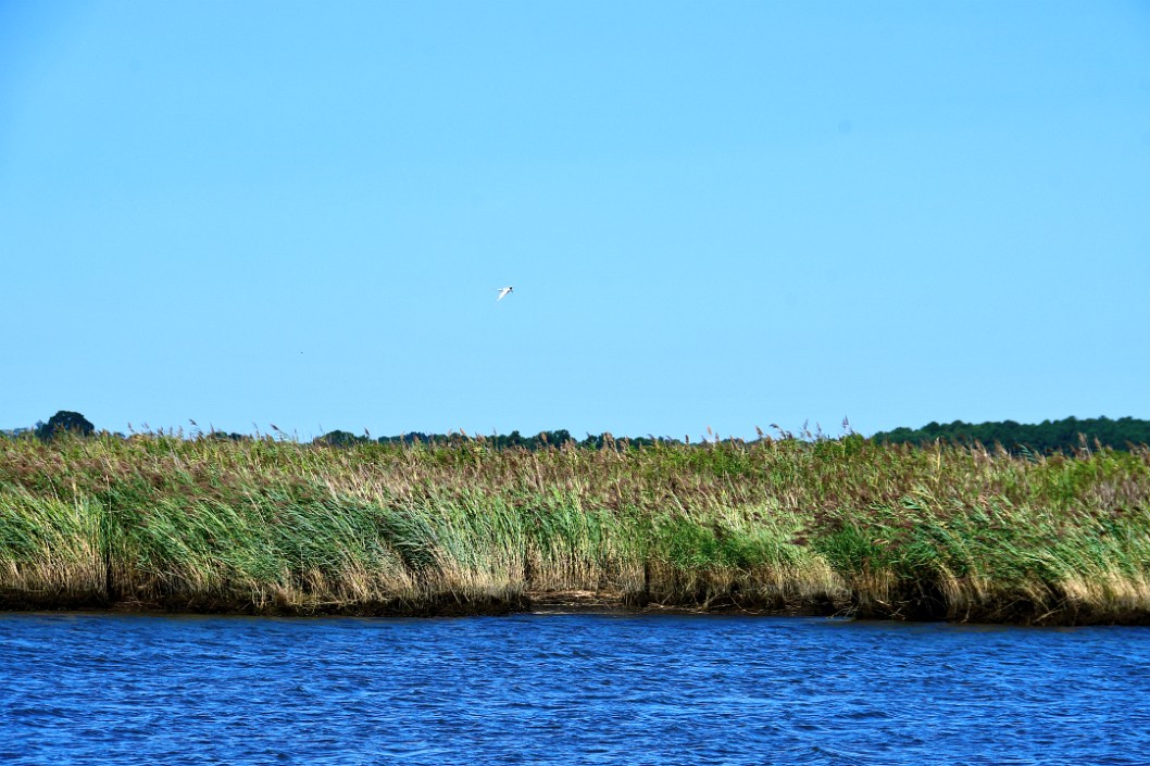 The Grasses in the Wind