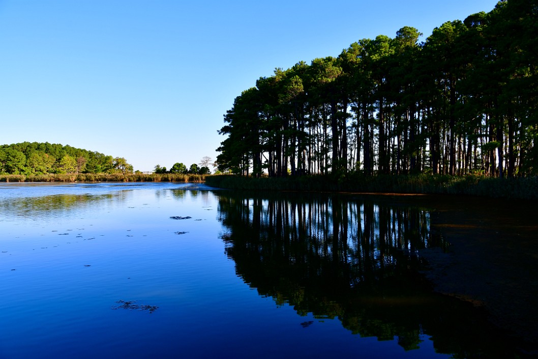 The Reflection of Trees