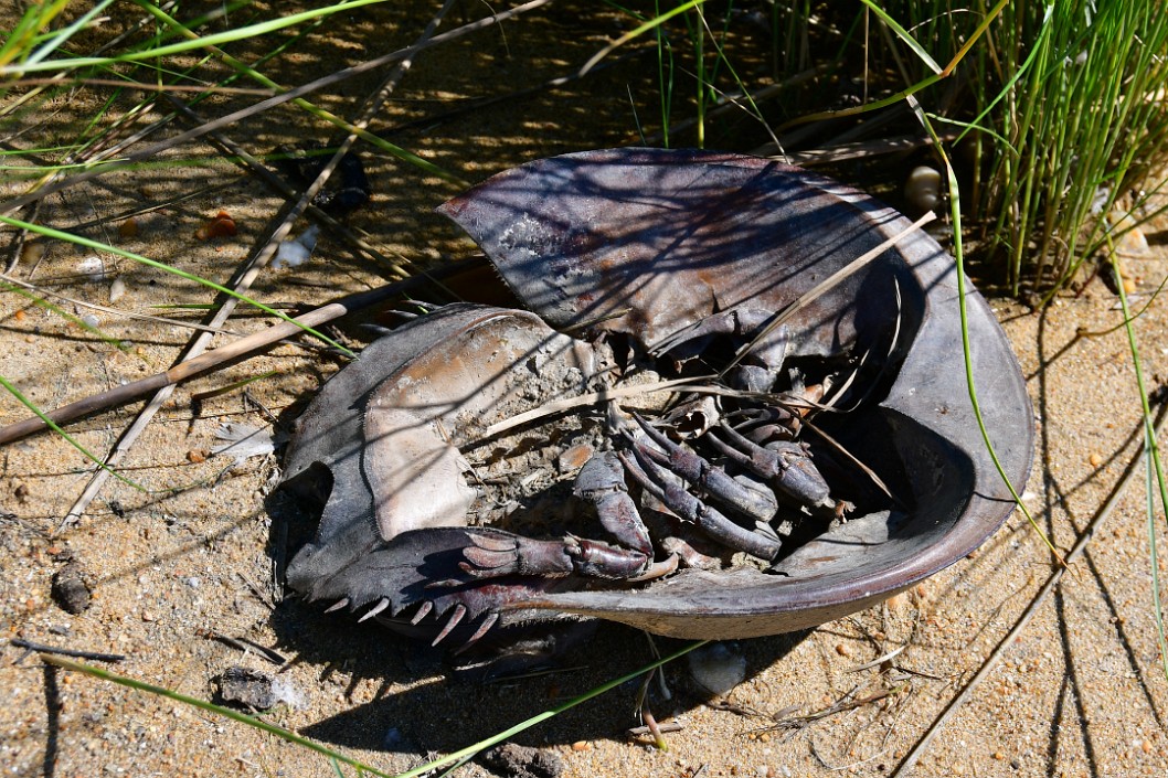 Horseshoe Crab Remnants