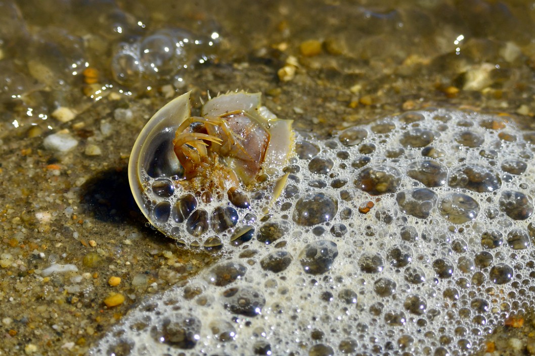 Little Horseshoe Crab in the Bubbles