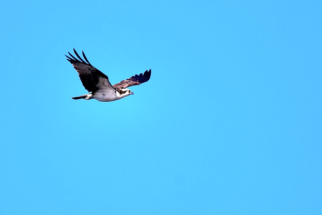 Osprey Up High