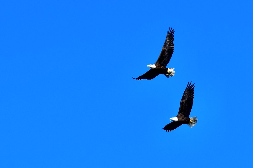 Pair of Bald Eagles