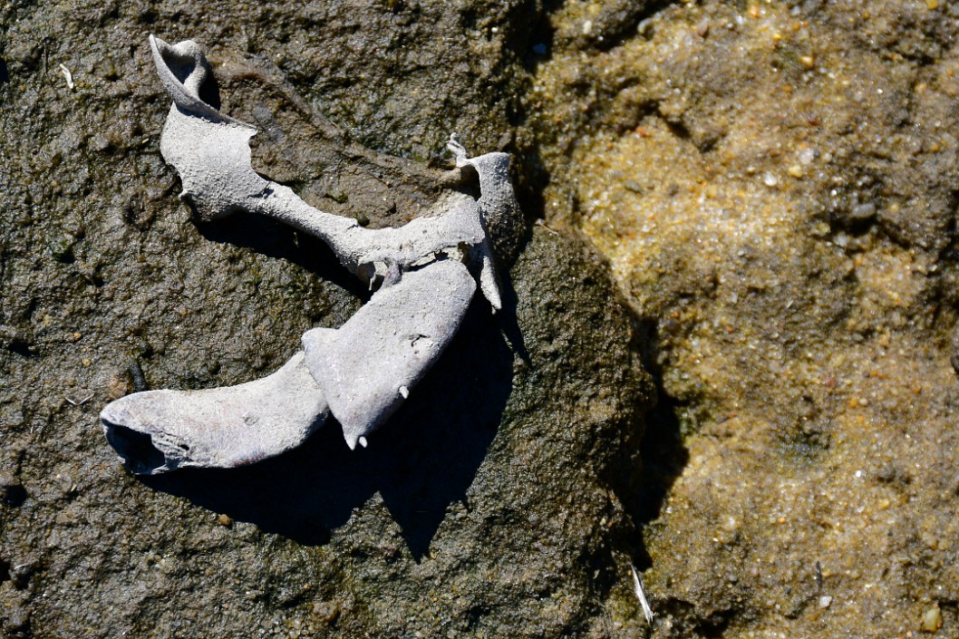 Textured Remains on the Mud