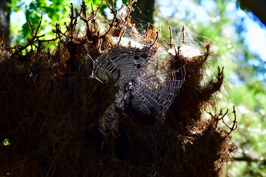 Web Silk in the Light