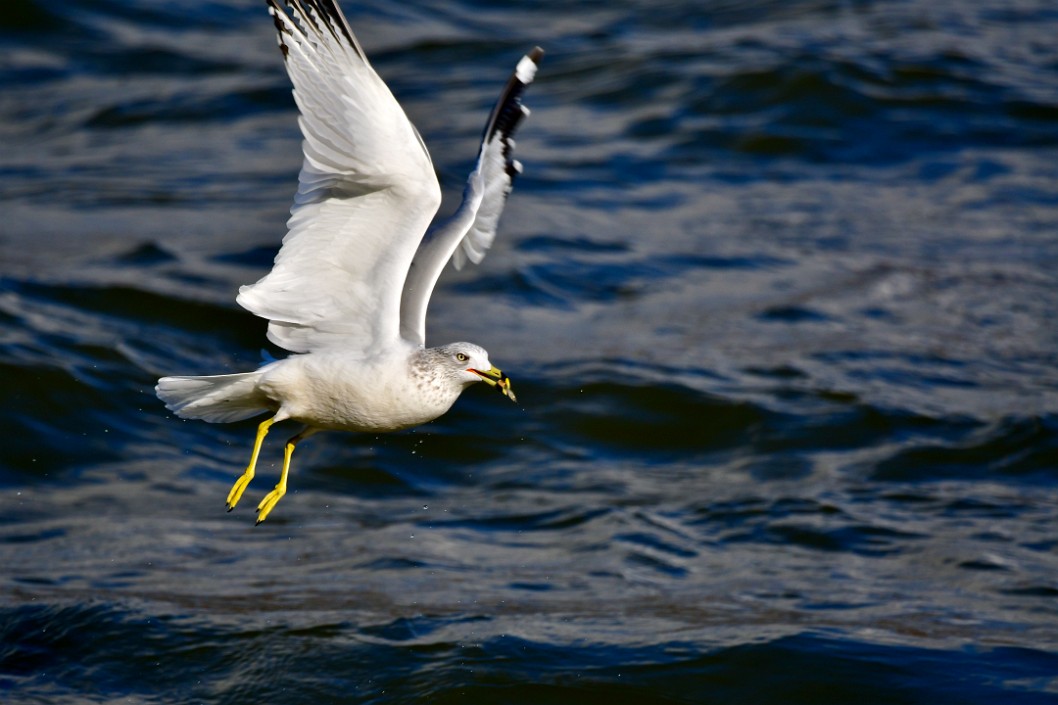 Gull Grabbing a Snack