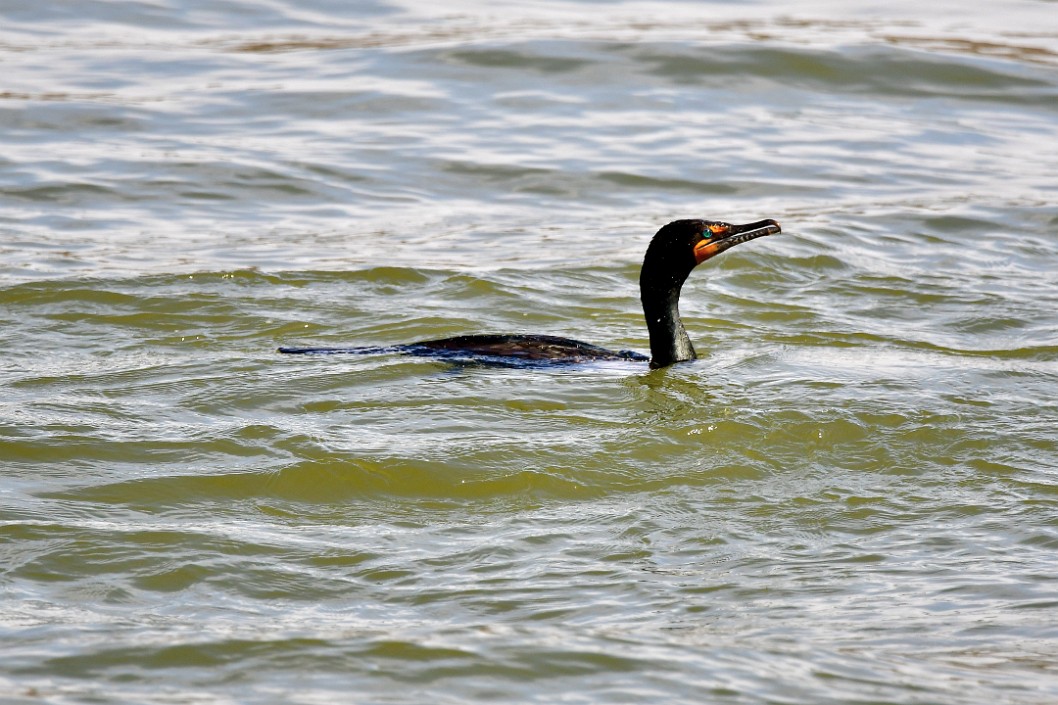 Double Crested Cormorant Floating Nearby