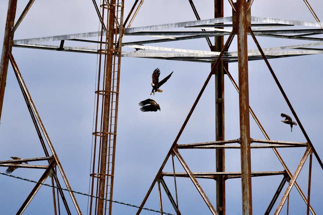 In Flight Around the Towers