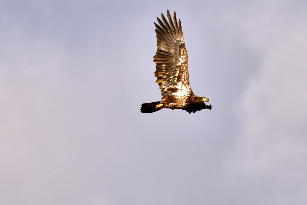 Juvenile Bathed in Light