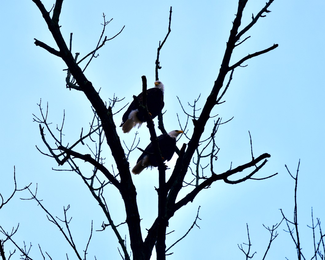 Pair Perched