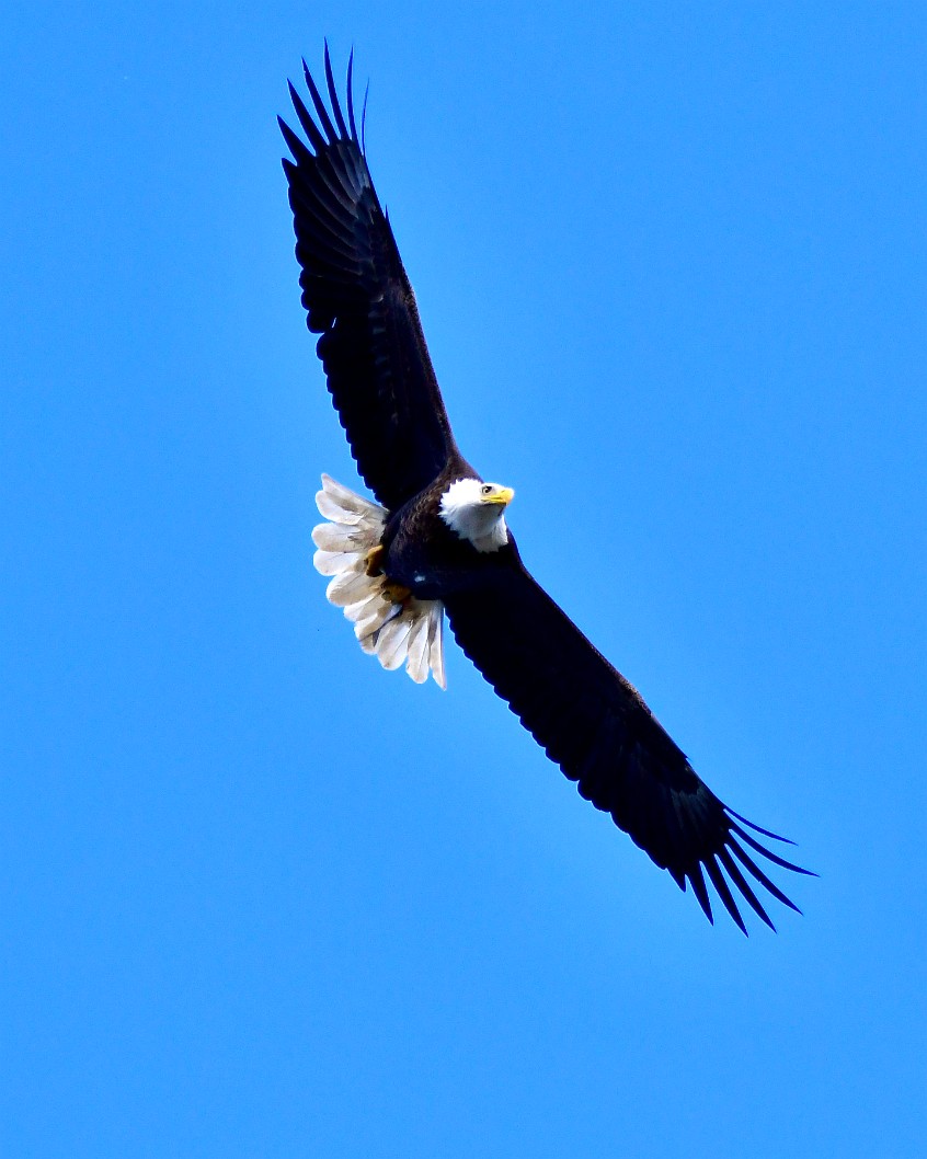 Soaring and Banking