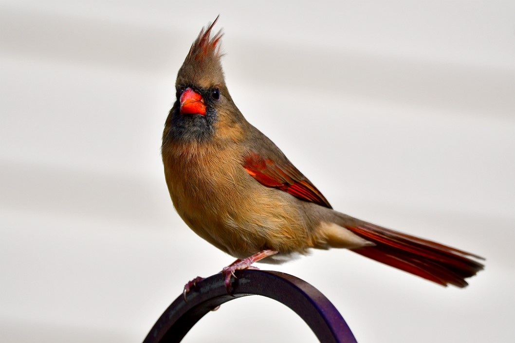 Beautiful Closeup of a Female Northern Cardinal 1