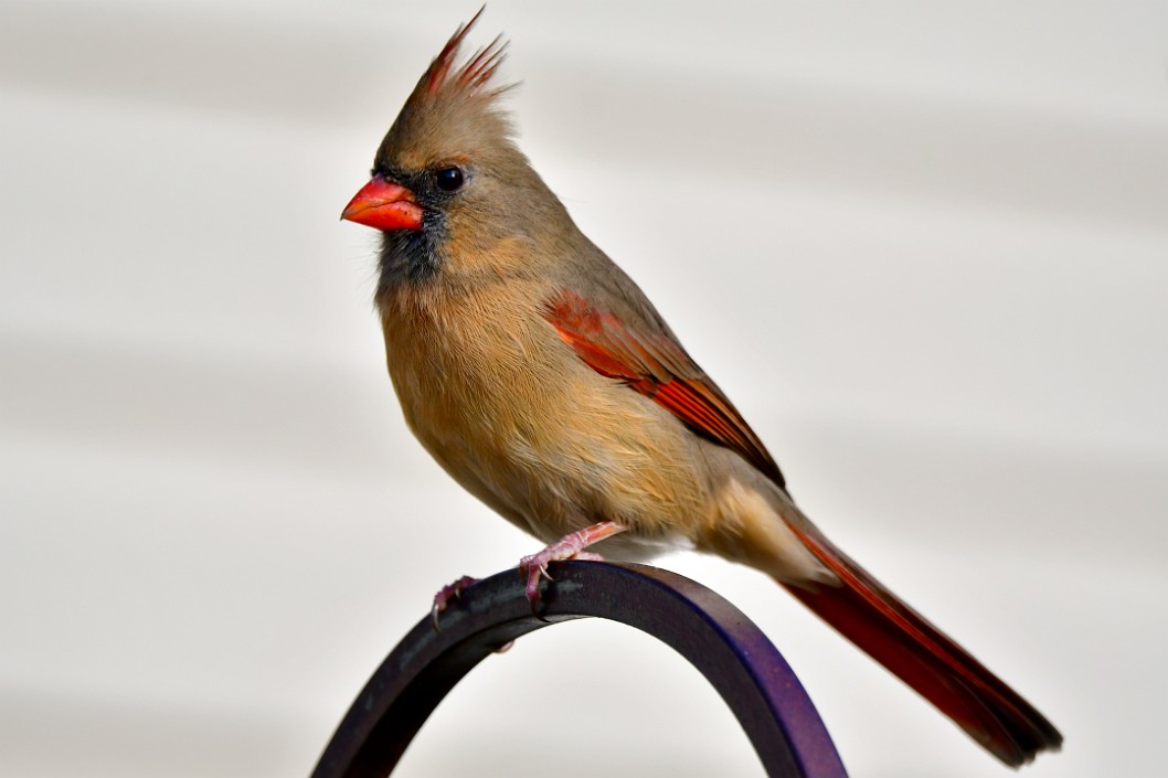 Beautiful Closeup of a Female Northern Cardinal 2