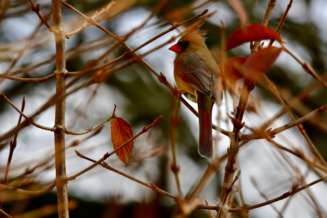 Female Northern Cardinal Matching the Scenery
