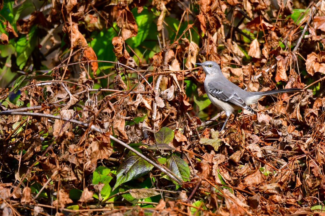 Mockingbird Amongst the Dry Leaves