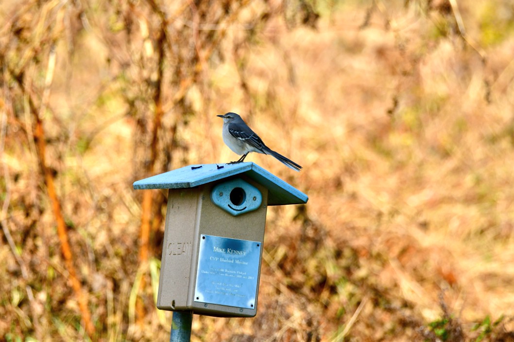 Mockingbird Atop A Bird House